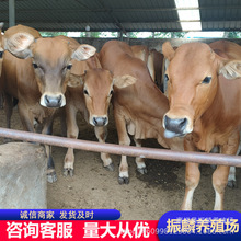 肉牛犊 鲁西黄牛牛犊 小牛犊多少一头 四川肉牛犊养殖场