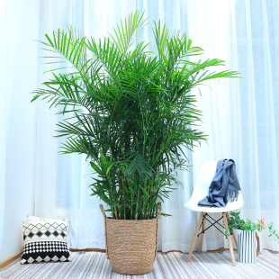 Hawaiian Bamboo Potted Plants, Evergreen Green Plants for All Seasons, Living Room Indoor Air Purification, Large Plants, Formaldehyde-Absorbing Florals