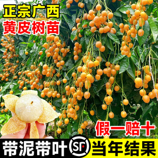 �V���u���SƤ������缃�����ڴ��玧�����~�Nֲ�Ϸ�����ͥԺ����
