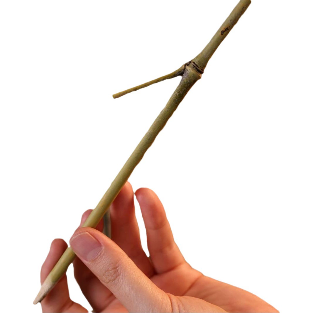 Натуральная бамбуковая совка карбонизированная бамбуковая ветвь