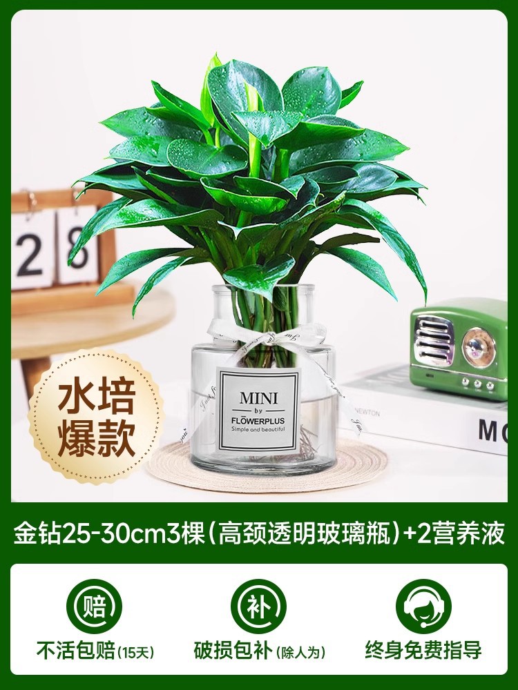 골든 다이아몬드 3개(목이 높은 투명 유리병) + 크리스탈 머드 + 영양액 2개 [핫 모델 수경재배]