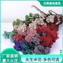 永生米花干花小米花保鲜花天然真花插花装饰花材diy手工材料花卉