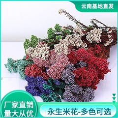 雲南の乾燥した花の永遠の花の米の花の永遠の命の米の花の60グラムの米の草の花束の生け花の装飾の花のdiyの配材