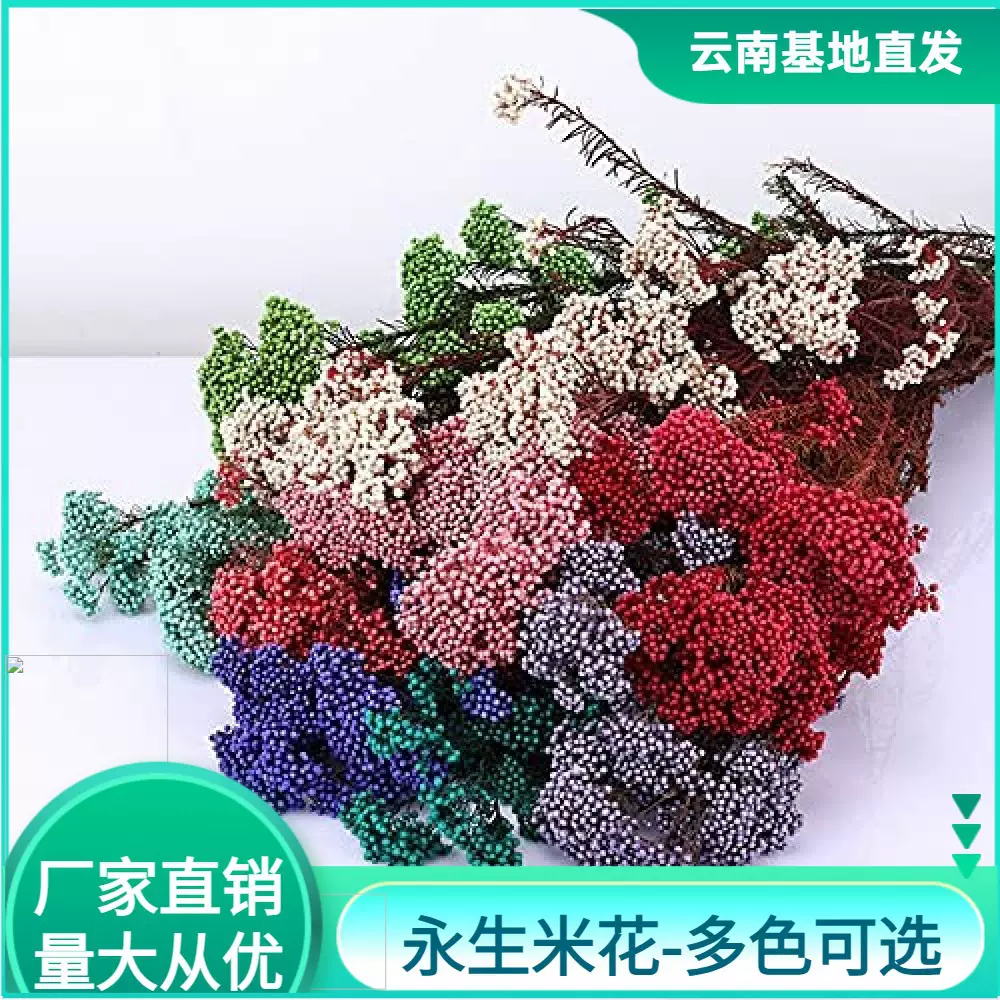 云南干花永生花米花永生小米花60克米草花束插花装饰花材diy配材