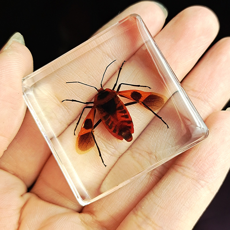 십자가 붉은벌레가 날개를 펼친다