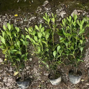 High-Quality Landscaping Seedlings, Ilex Seedlings, Round-Leaf Ilex Seedlings, Engineering Greening, Complete Specifications