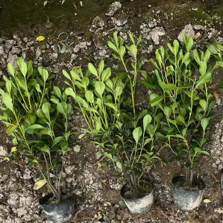 Высококачественные ландшафтные саженцы, саженцы Ilex, саженцы Ilex с круглыми листьями, инженерное зеленение, полная спецификация