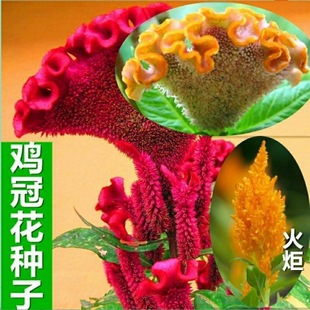 ���u�ڻ��N�ӡ��ͺ� �ļ��Nֲ Ұ���M�ϷN��Ĭ�J��^���N�Ӈ��a