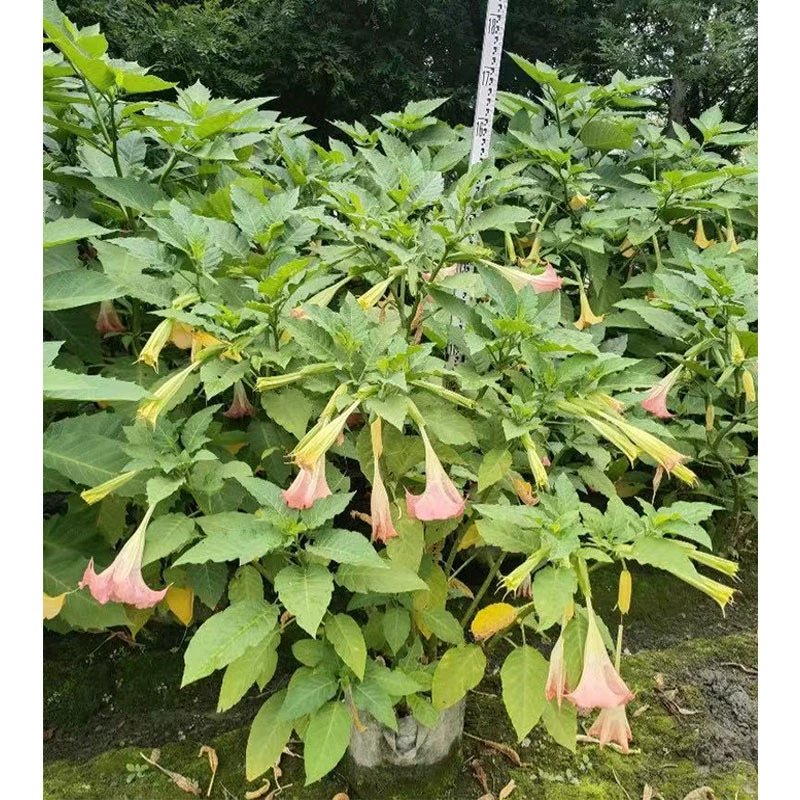 Большой цветок дурман в горшке опьяненный цветок собака цветок грецкого ореха золотой цветок клена цветок баклажана десять тысяч цветов персика дикий Асако