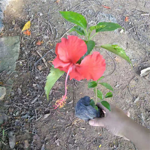 ���ذ��ɣ��ľ�Ȼ�����ɣ�~����ľ�Ȼ��ļ����_�҃����̨�Gֲ