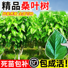 桑树活苗果树盆栽养蚕食用大叶白长果桑葚树苗南北方种植当年结果