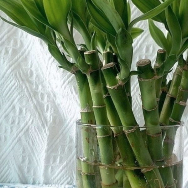 Mini Rich Bamboo Dragon Bamboo Guanyin Bamboo Festival High Trumpet…