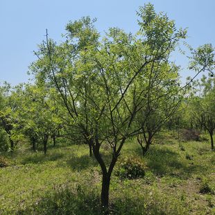 �Ĺژ� �Ĺڹ� ���~С��ľ ľ���������� �|���Ĺڹ�����