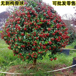 �o���۹Ǽ�������M�����\���ļ�����ͥԺ�e�������ͺ��G����ľ