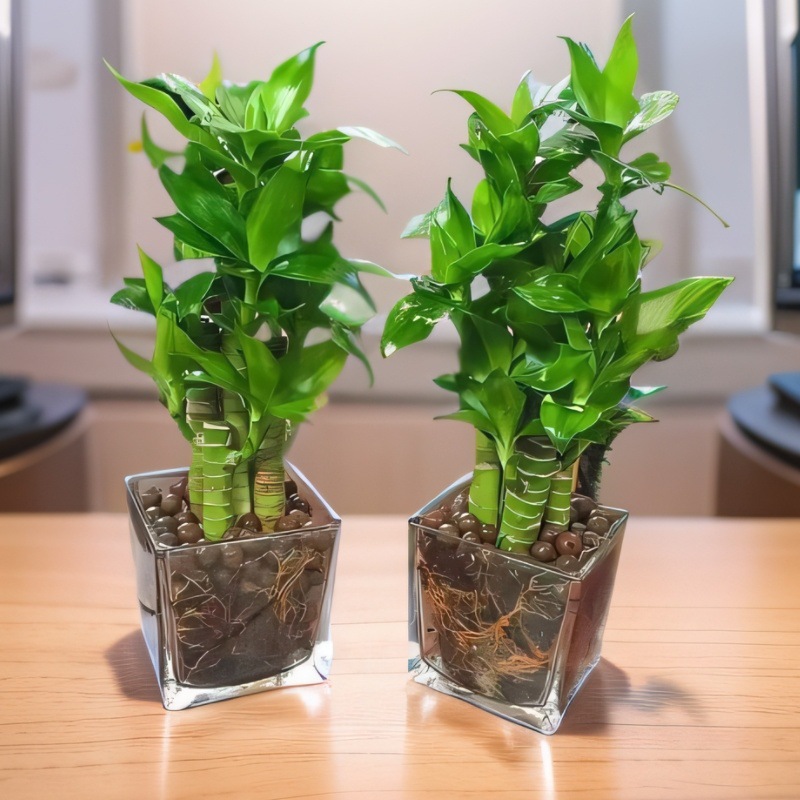 步步高观音竹富贵竹带根须水养荷花竹水培土培盆栽室内植物吸甲醛