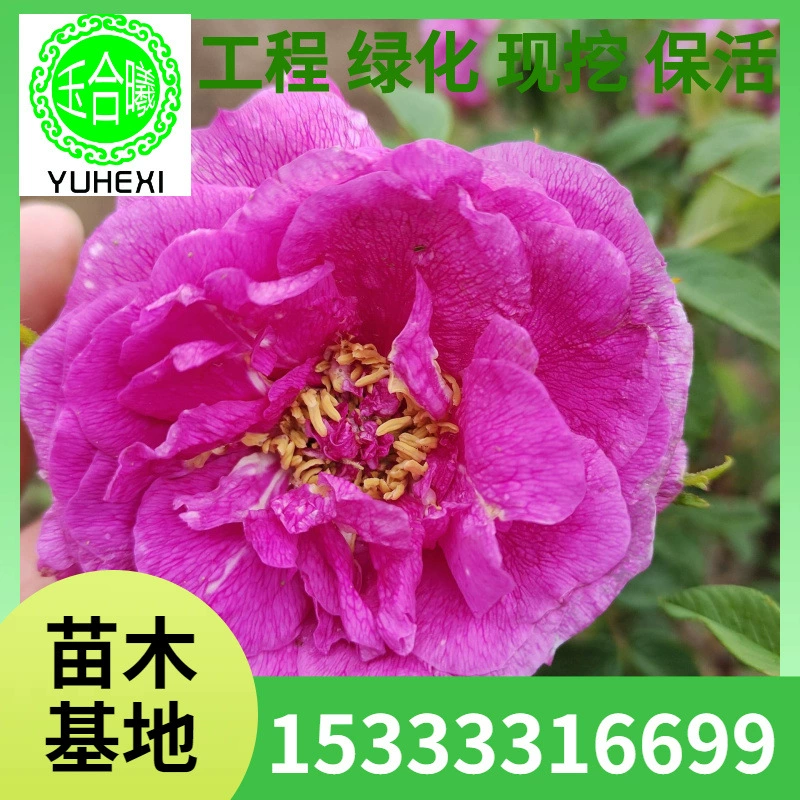 Зеленое почвенное покрытие, четырехсезонные розовые саженцы, четырехсезонные розовые кучи, красные шипованные розы, желтые розы, шипованные розовые саженцы.