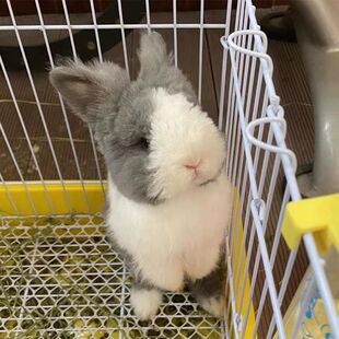 �����û��w���N�wĘ؈؈�ñ�ë���޼������pѪ�yС���ӻ��w�Lë��