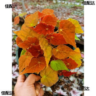 Begonia Kenken February Ins Style Internet Celebrity Green Plant Potted Indoor Balcony European Style Plant Florals