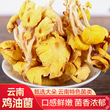 云南特产鸡油菌干蘑菇黄丝菌食用菌榆黄菇干货杏黄菇厂家直销