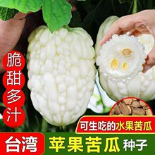 苹果苦瓜种子四季播种甘甜水果苦瓜种子台湾苹果苦瓜种子蔬菜种子