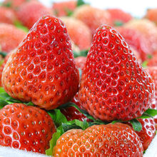 ���ɽ¶���ݮ���r��ժ�ЋDˮ���t����Ͳ�ݮ��S���]һ�����l