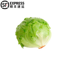 5斤顺丰球生菜汉堡用圆生菜脆嫩爽口新鲜蔬菜生吃西生菜沙拉西餐