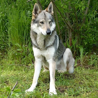 批发纯种捷克狼犬宠物活体狗狗大型猛犬防爆犬护卫犬幼崽工作犬