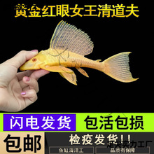 �S��t��Ů��������Ů�ʻ��w����С�����������~�ןᎧ�^�p�~