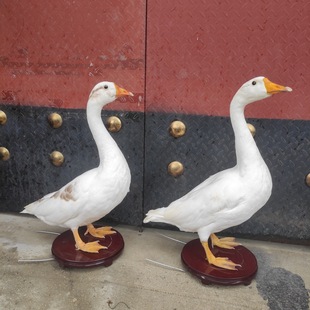 �Z�˱�ģ�������Ӱ��Z�����Zɽ�u����ë�̿Ƶ��ߔ[�����݄���