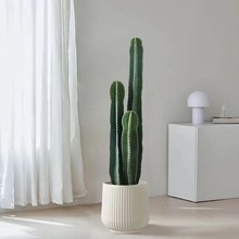 新款仙人柱大型大花量天尺镇组合宅客厅造景室内防辐射除甲醛