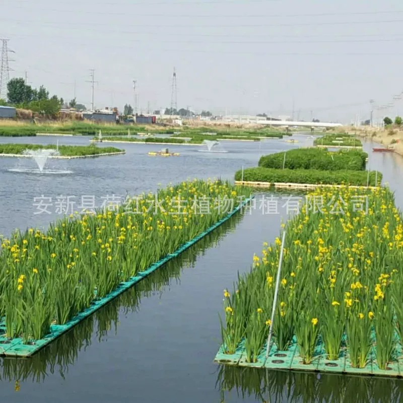 Экологический плавучий остров Озеленение плавучего острова