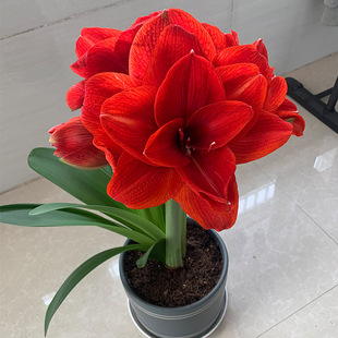Dutch Fresh Double-Petaled Amaryllis Bulbs, Large Balls, Red Indoor and Outdoor Easy-To-Live Four-Season Flowering Plants, Potted Florals