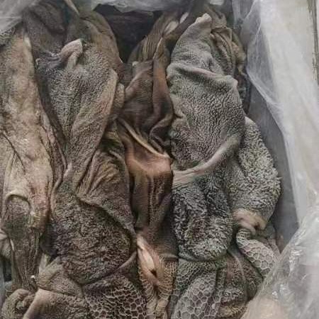 新鲜羊肚 生羊肚 羔羊羊肚 毛肚 现杀新鲜羊下货整个羊肚羊杂碎