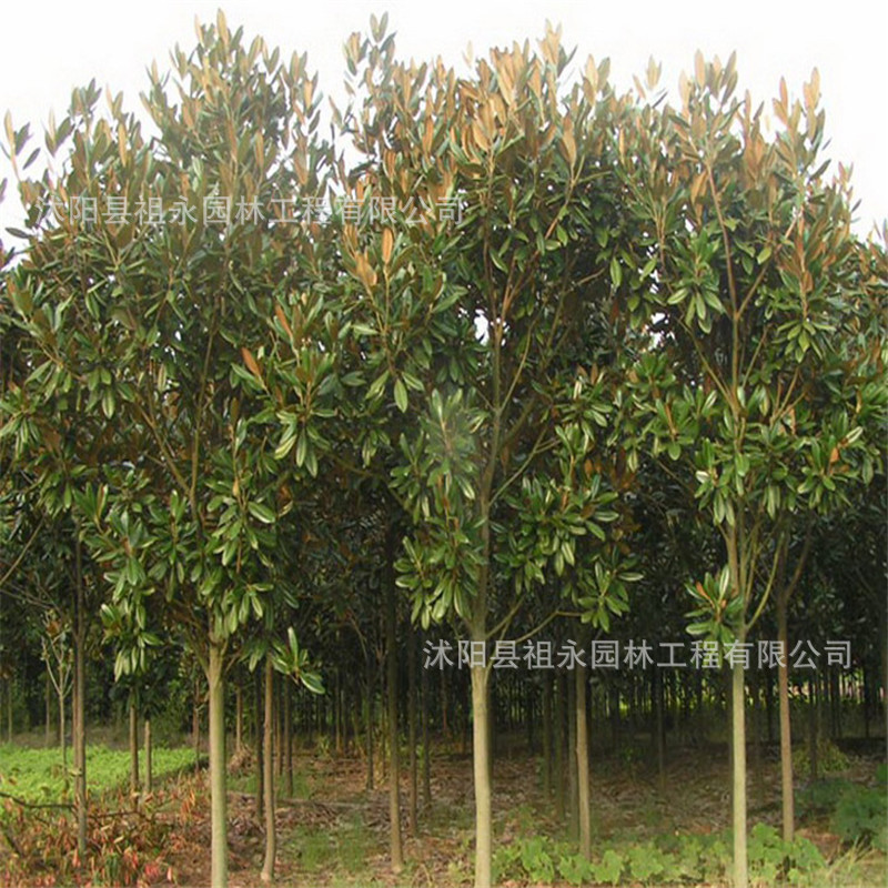 批发广玉兰树苗红白紫黄玉兰四季种植道路工程绿化行道树规格齐全