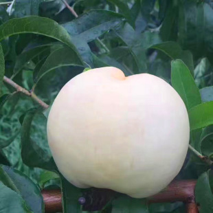 ����������Ͱ���Ҙ���޽��������ҹ����ϱ����Nֲ��Ұ��Ҙ�