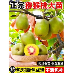 �J���Ҙ����޽ӹ�ĸͬ��t������ܛ���ϱ��Nֲ�������Ԯ���Y��
