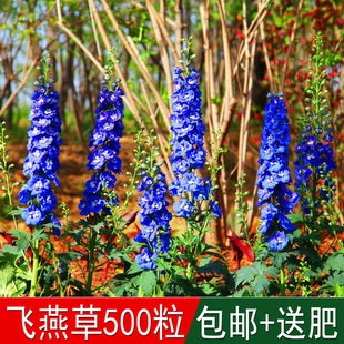 飛燕家庭種子圖片 海量高清飛燕家庭種子圖片大全 阿里巴巴