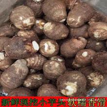 江西新鲜现挖农家自种当季蔬菜粉糯滑小芋头奶芋毛乃香芋子4斤装