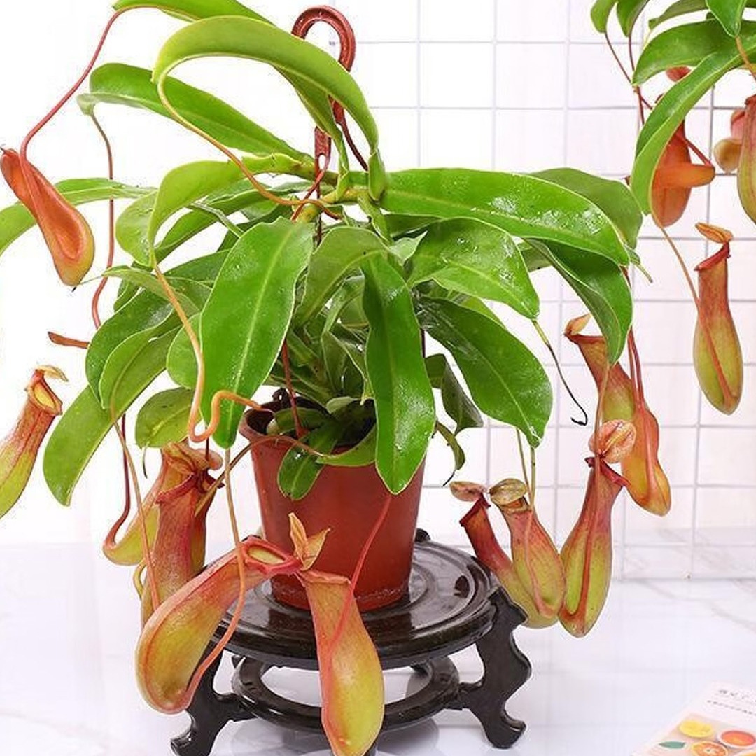 猪笼草盆栽庭院阳台室内外驱蚊虫捕蝇草垂吊时令草本花卉驱蚊草花