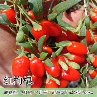 Ningxia Zhongning Red Wolfberry Saplings Old Pile Ground Potted Plants Bear Fruit in the Same Year Black Wolfberry Yellow Wolfberry Large Fruit Wolfberry Seedlings