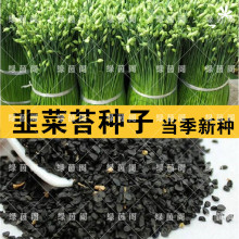 中华苔韭四季韭菜苔种籽韭菜花多年采菜园盆栽春夏秋冬季蔬菜种孑