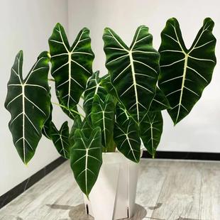 �G���Z�q��������՚���~��Gֲ��������ȩ�҃���ֲ���^�~���B