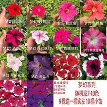 矮牵牛花苗室外四季花多系列多颜色新组合易爆盆花卉盆栽阳台庭院