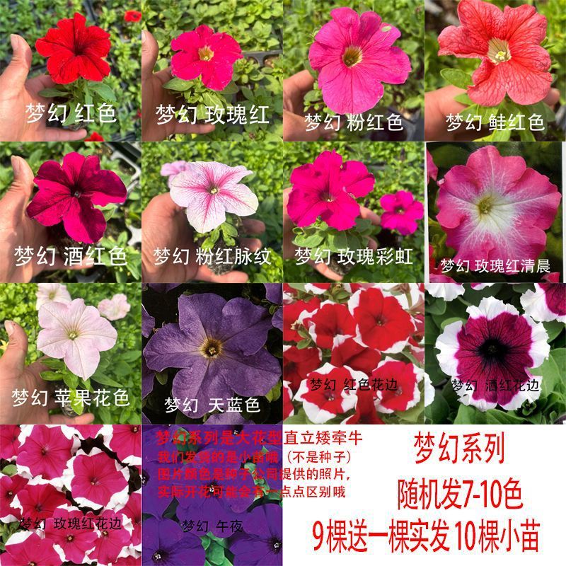 矮牵牛花苗室外四季花多系列多颜色新组合易爆盆花卉盆栽阳台庭院
