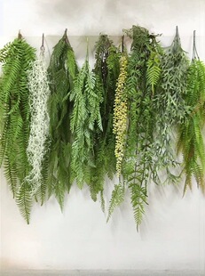 �Gֲ�ڒ���m�ٻ������Gɫֲ��ާ��ڹܵ�����b�ާ�~�ٗl