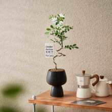 ���;���������ins�L�k���҃�����Gֲ�[���_����ζֲ���̨����