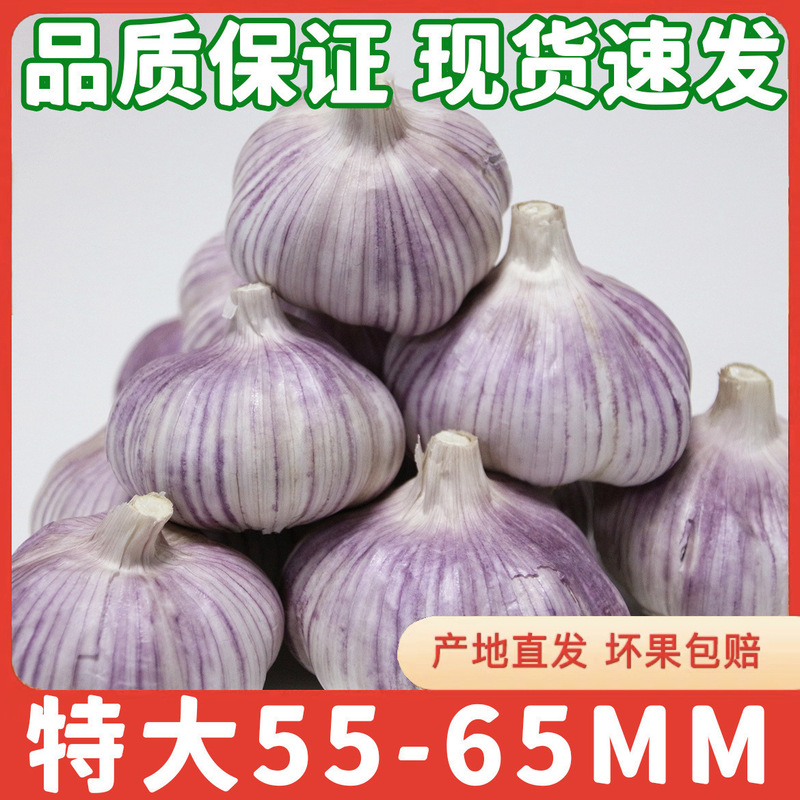 新鲜祘头籽批发3斤山东金乡斤2023大蒜头干蒜5斤蒜子10农家紫皮|undefined
