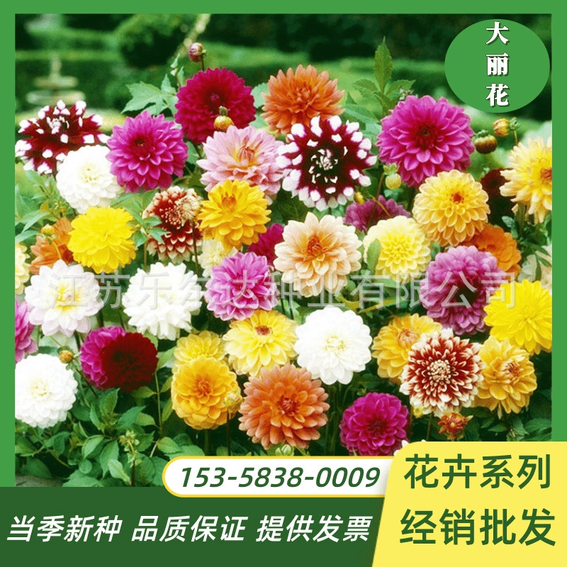 Оптовая Трава Цветок Семена Георгина Сяоли Семена Цветов Многолетние Семена Цветов Открытый Сад Четыре Сезона Декоративные Растения Семена Цветов