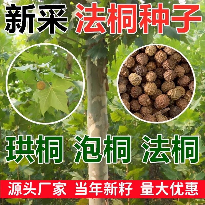 新采法国梧桐树种子青桐珙桐泡桐净种子法桐种子绿化乔木桐树种籽