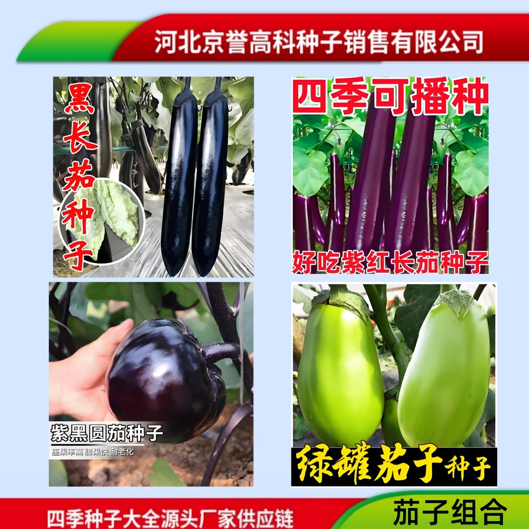 厂家正品原装彩色包装圆茄子长茄子罐茄子绿茄子紫红茄子黑茄子种
